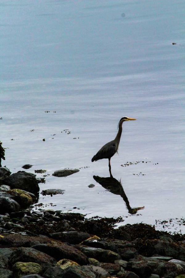 Gowlland Harbour Resort Heriot Bay Esterno foto